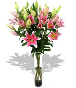 Pink Lillies