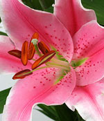 click here to view other pictures